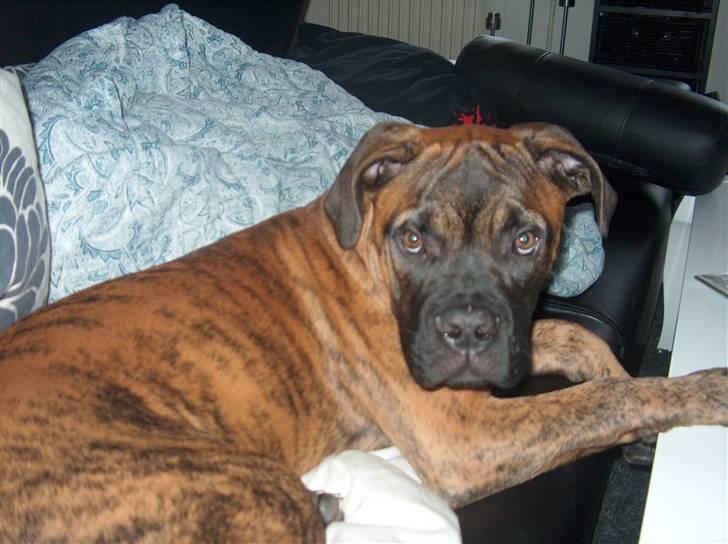 Bullmastiff Cody billede 2