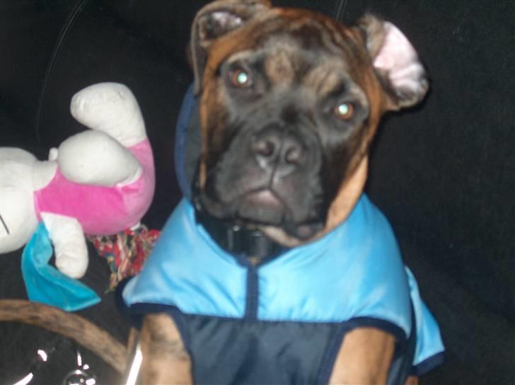 Bullmastiff Cody - ud og gå i det kolde vejr. billede 3