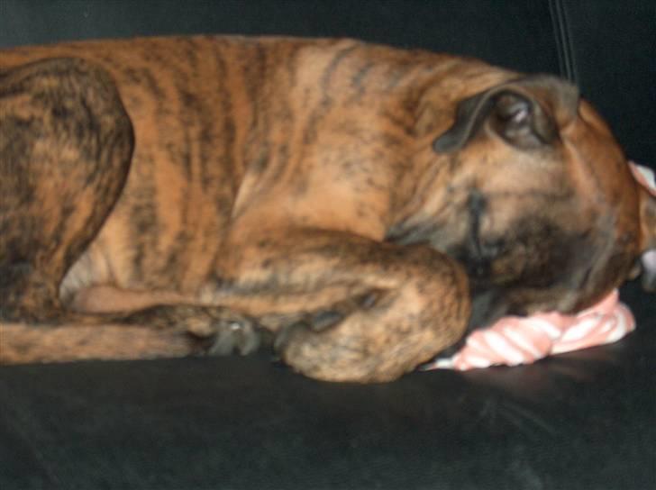 Bullmastiff Cody - Cody ved ikk noget bedre end at ligge på sofaen og sove. billede 4