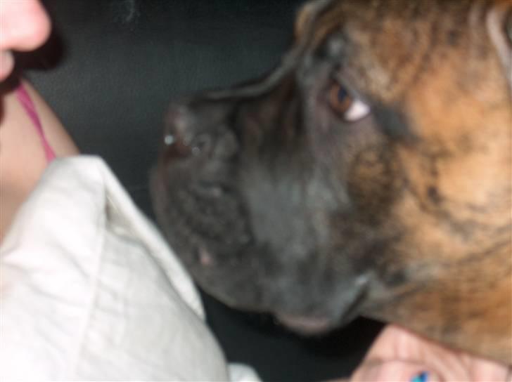 Bullmastiff Cody billede 5