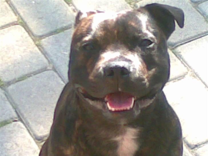 Staffordshire bull terrier $$Cæzar$$ billede 3