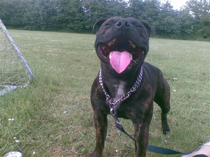 Staffordshire bull terrier $$Cæzar$$ billede 4