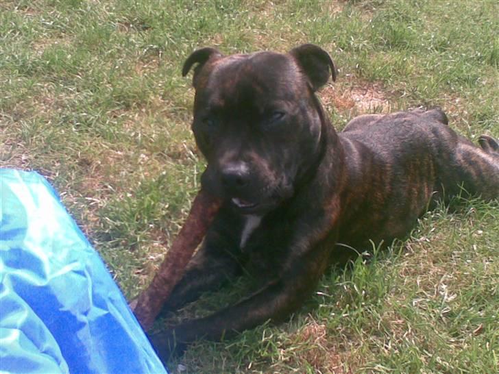 Staffordshire bull terrier $$Cæzar$$ billede 5