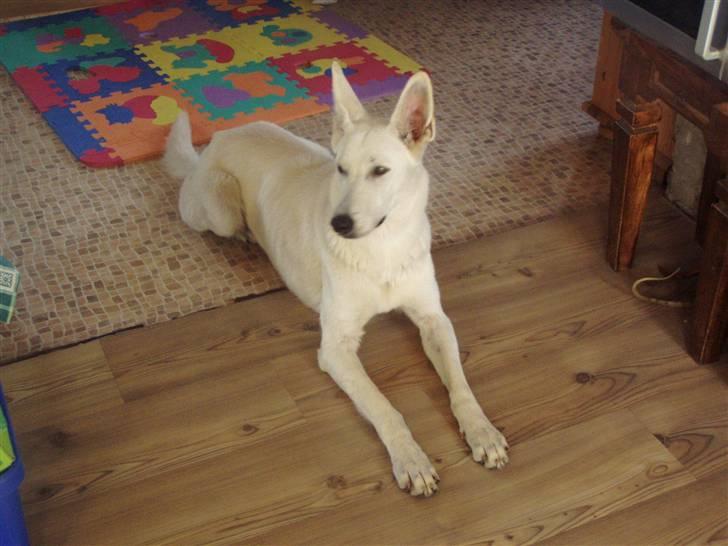 Hvid schæfer Mina billede 6