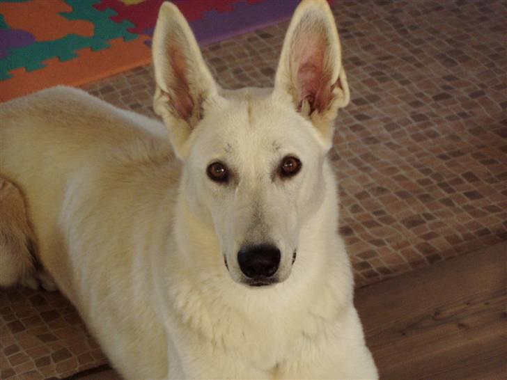 Hvid schæfer Mina billede 7