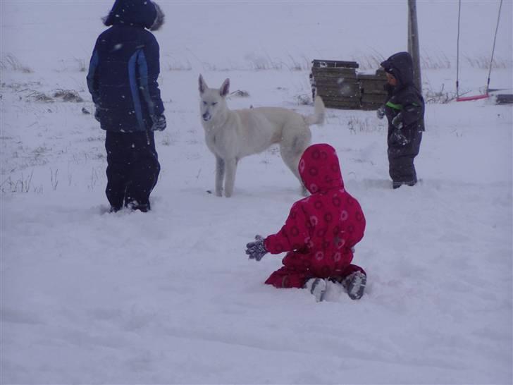 Hvid schæfer Mina billede 8