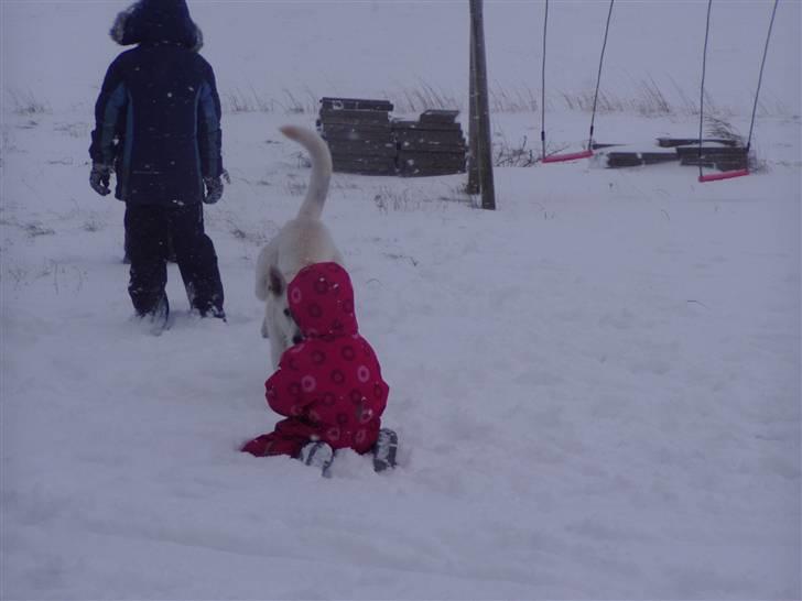 Hvid schæfer Mina billede 9