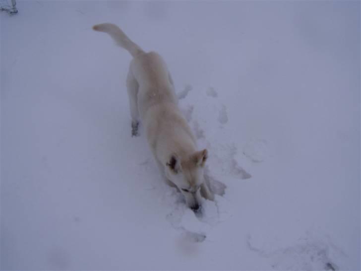 Hvid schæfer Mina billede 10