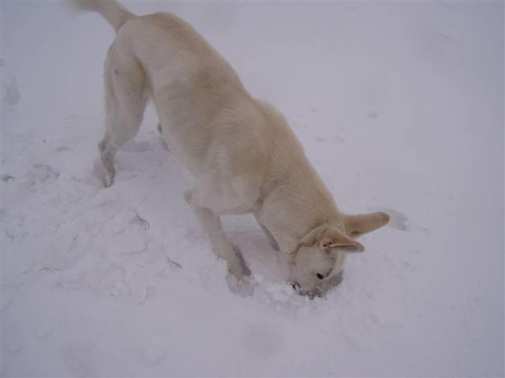 Hvid schæfer Mina billede 11