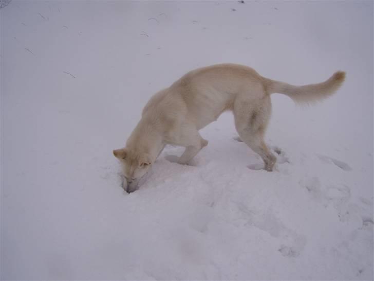 Hvid schæfer Mina billede 12