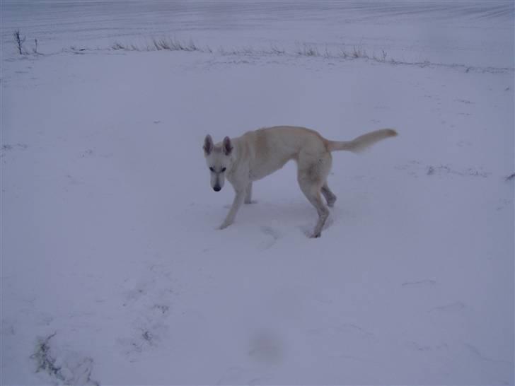 Hvid schæfer Mina billede 14