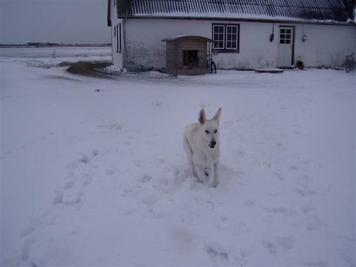 Hvid schæfer Mina billede 15