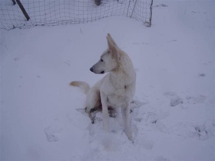 Hvid schæfer Mina billede 16