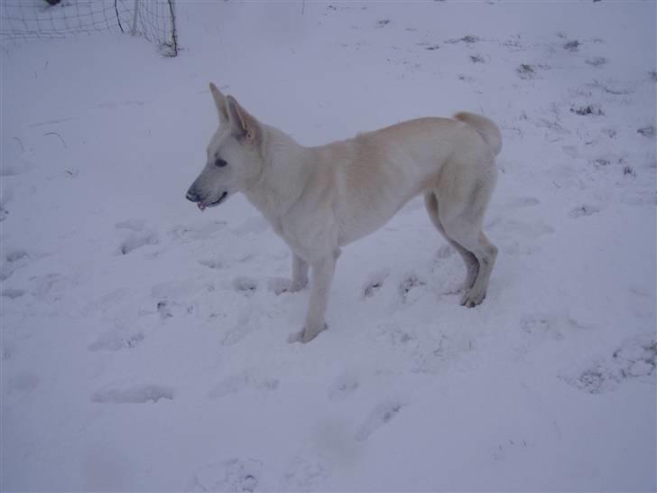 Hvid schæfer Mina billede 17