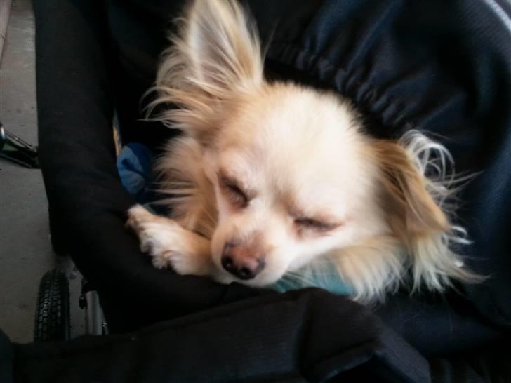 Chihuahua Fnuggi - Jeg er altid med i barnevognen hvor jeg passer på "Lillebror" :0) billede 7