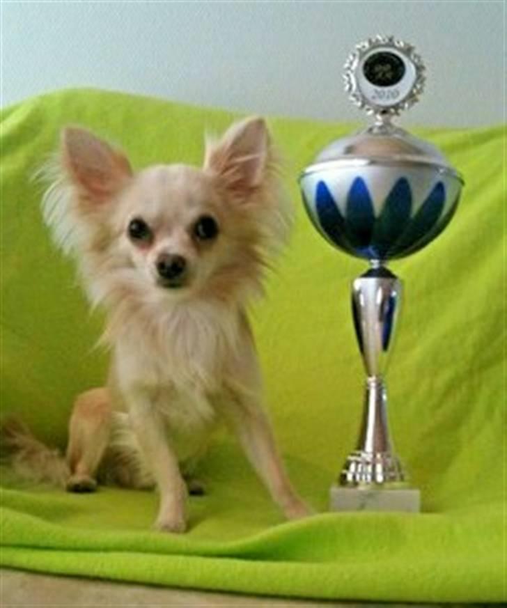 Chihuahua Fnuggi - En flot 1 præmie til hundeudstilling og nu godkendt til avl. billede 8