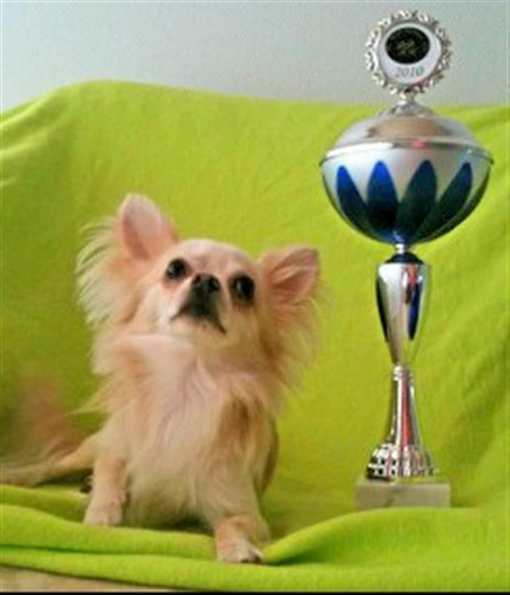 Chihuahua Fnuggi - stor pokal....... billede 9
