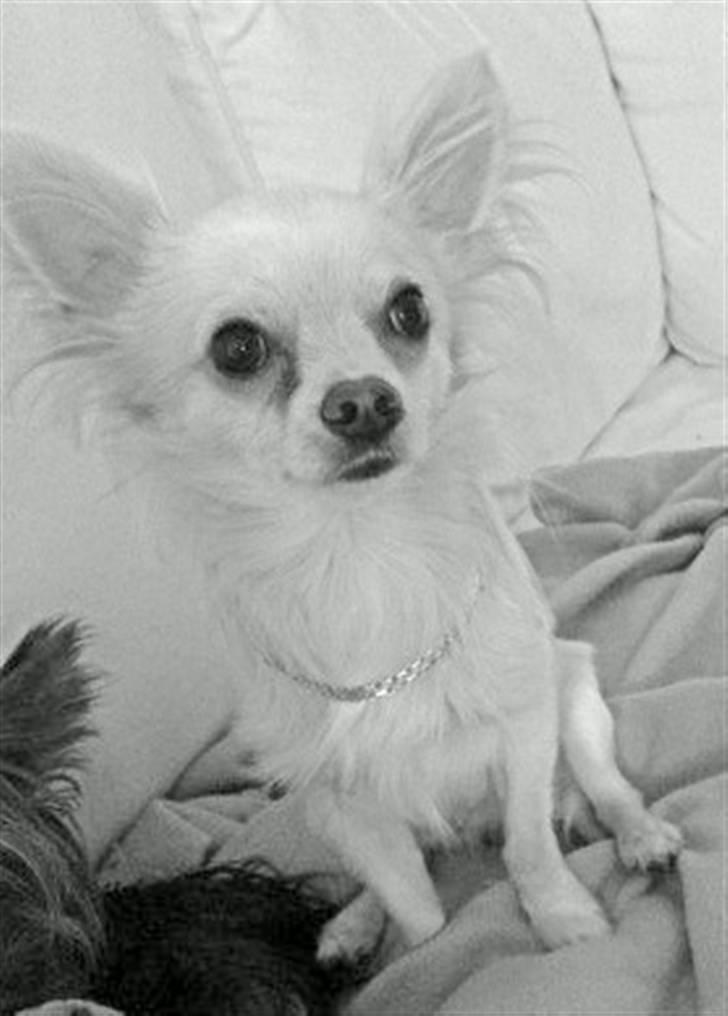 Chihuahua Fnuggi - Fnuggi med fin guld halskæde på, stolt er han! billede 10