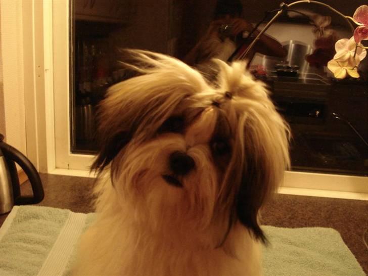 Lhasa apso Mille billede 1
