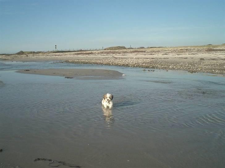 Lhasa apso Mille billede 2