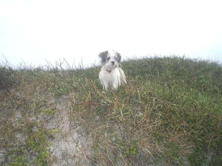 Lhasa apso Mille billede 3