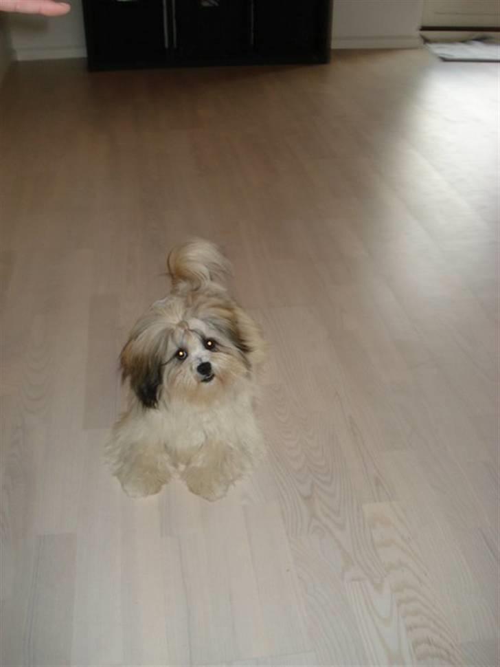 Lhasa apso Mille billede 4