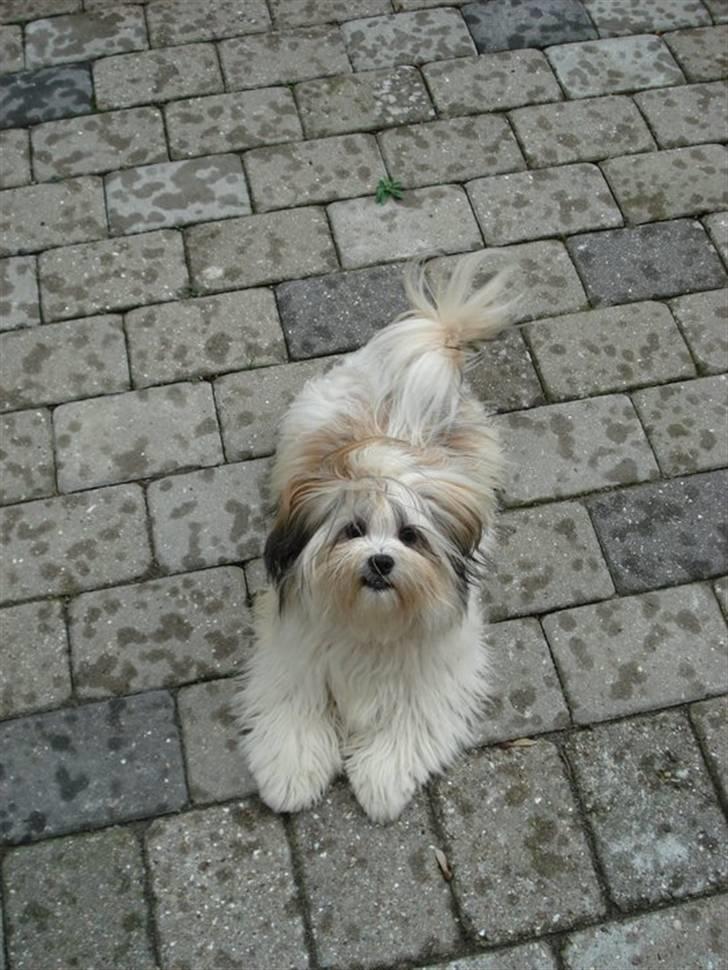 Lhasa apso Mille billede 5