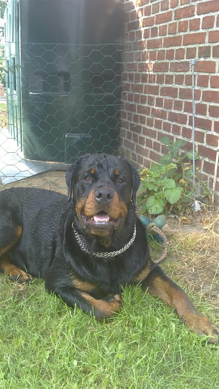 Rottweiler loke billede 17