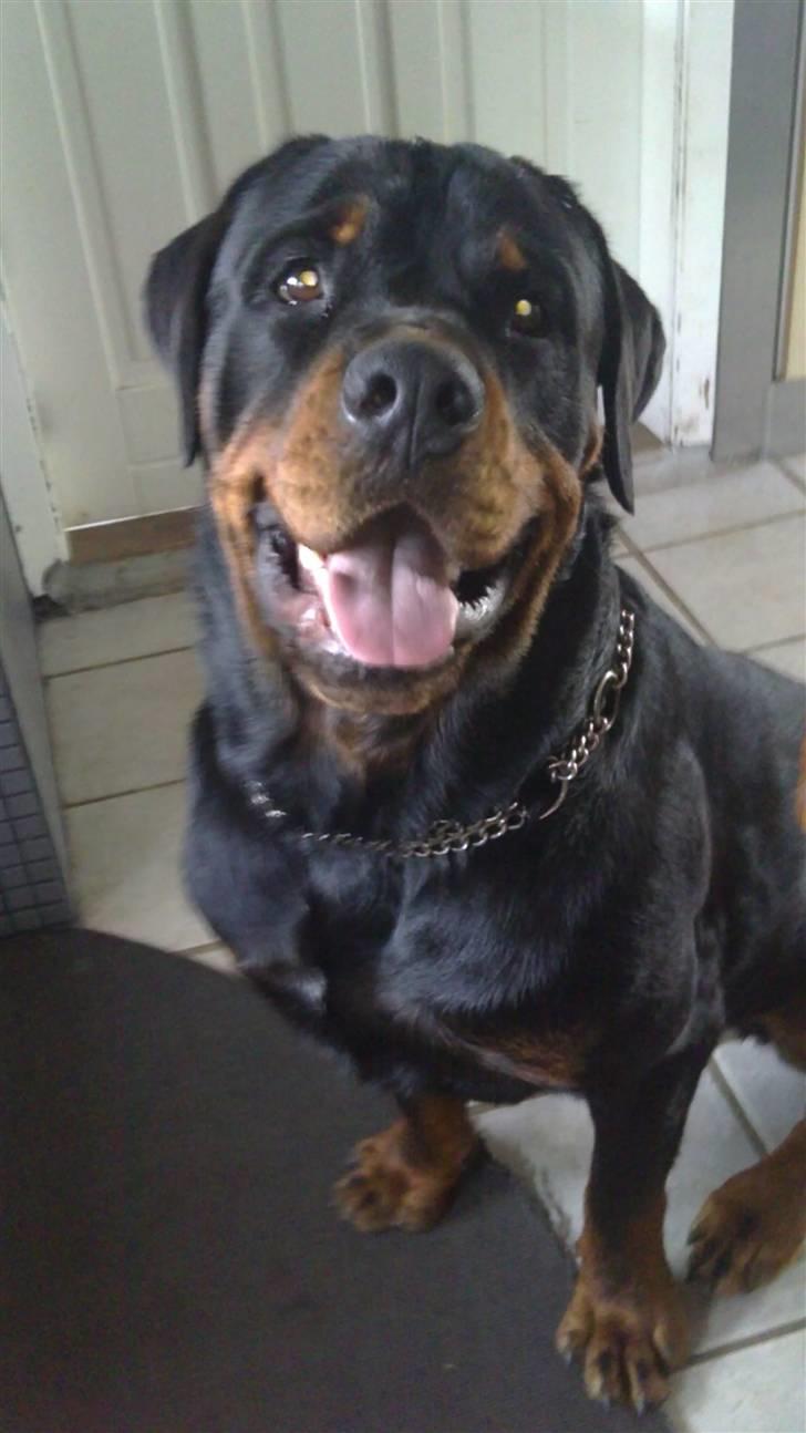 Rottweiler loke billede 18