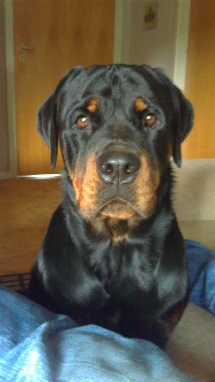 Rottweiler loke billede 19