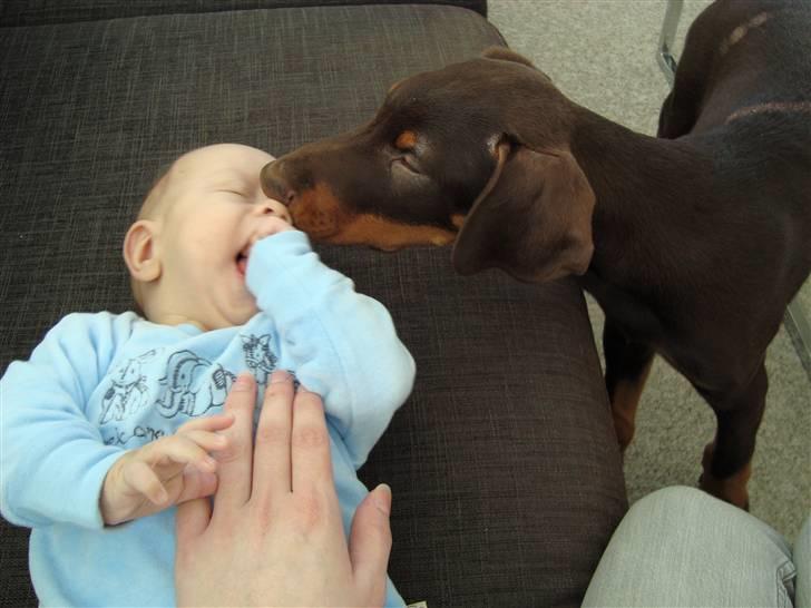 Dobermann Kejser *R.I.P* - Mmm , jeg vil gerne møsse dig :) .. billede 17