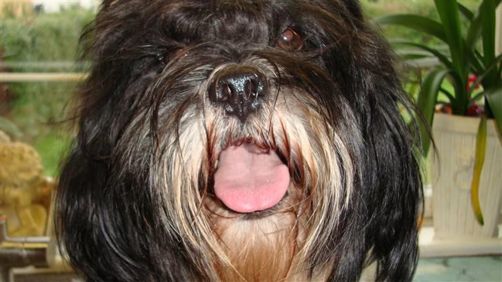 Lhasa apso Lhasa Di's Djepsey (sophu - Hej jeg hedder Sophus billede 1