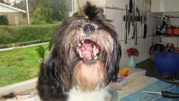 Lhasa apso Lhasa Di's Djepsey (sophu - Jeg kan os smile billede 2