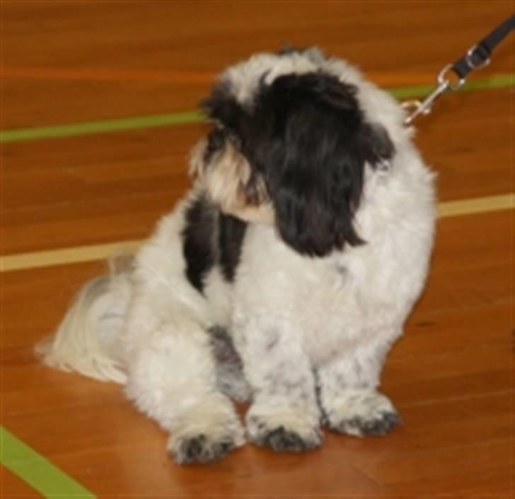 Lhasa apso Lhasa Di's Djepsey (sophu - Min første udstilling og jeg er lige flyttet ind til min nye familie billede 3