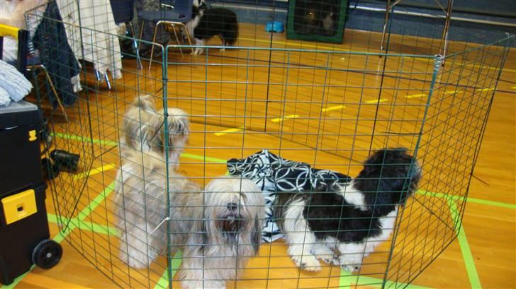 Lhasa apso Lhasa Di's Djepsey (sophu - her er jeg sammen med Roy og Cocio billede 4