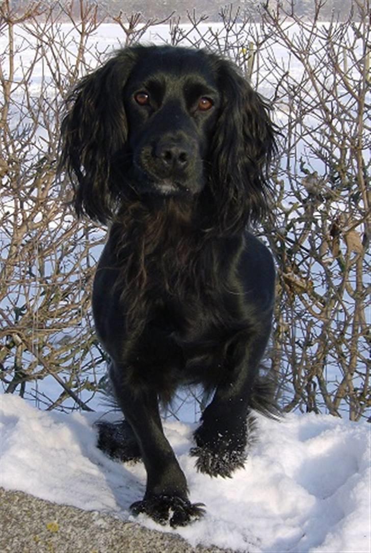 Field Trial Cockerspaniel Audi - Hun har bare et flot udtryk... billede 11