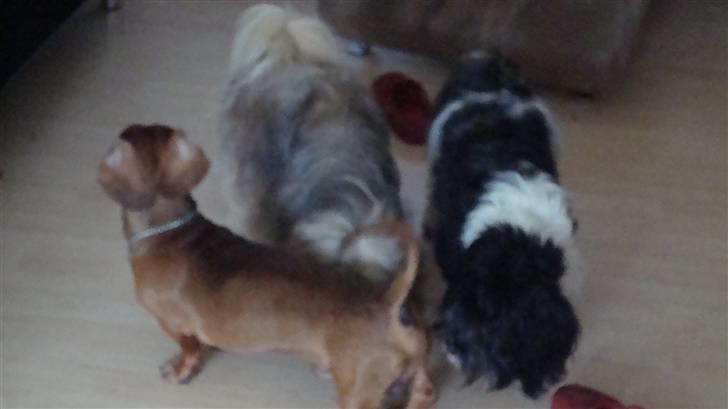 Lhasa apso Lhasa Di's Djepsey (sophu - jeg snuser lige til Kurt... vi er desværre ikk gode venner mer... billede 5