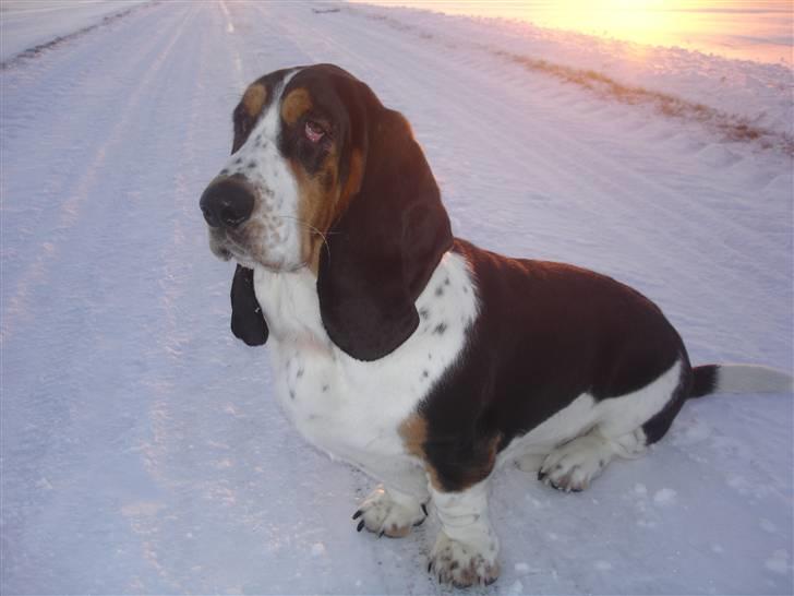 Basset hound Ludvig billede 1