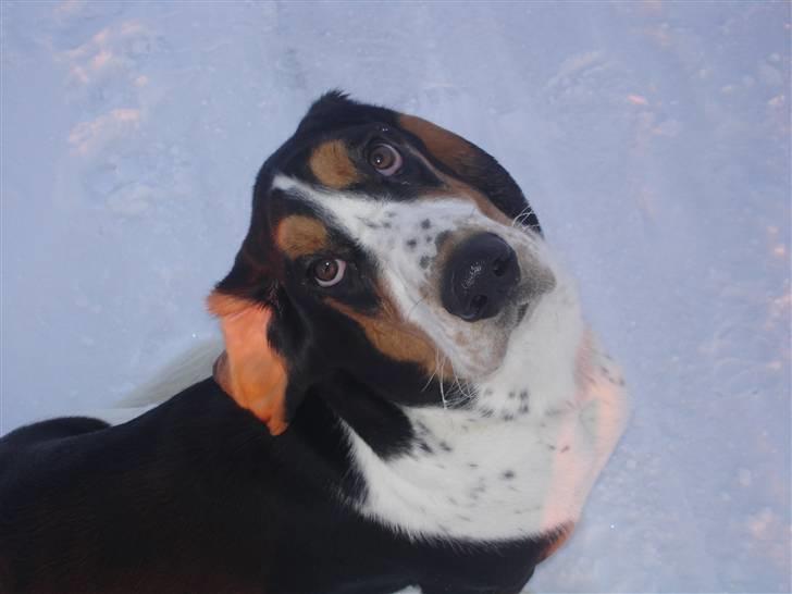 Basset hound Ludvig billede 2