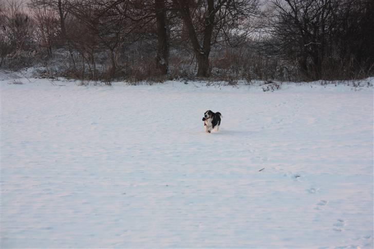 Basset hound Ludvig billede 3