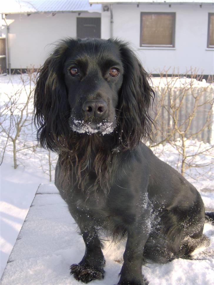 Field Trial Cockerspaniel Audi - Julemanden har da også hvidt skæg... billede 14