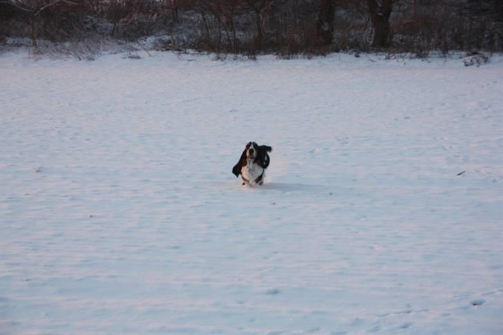 Basset hound Ludvig billede 4