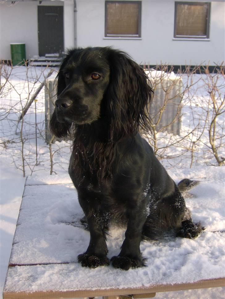 Field Trial Cockerspaniel Audi billede 15