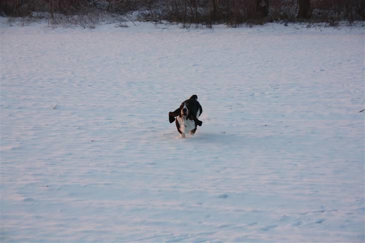 Basset hound Ludvig billede 5