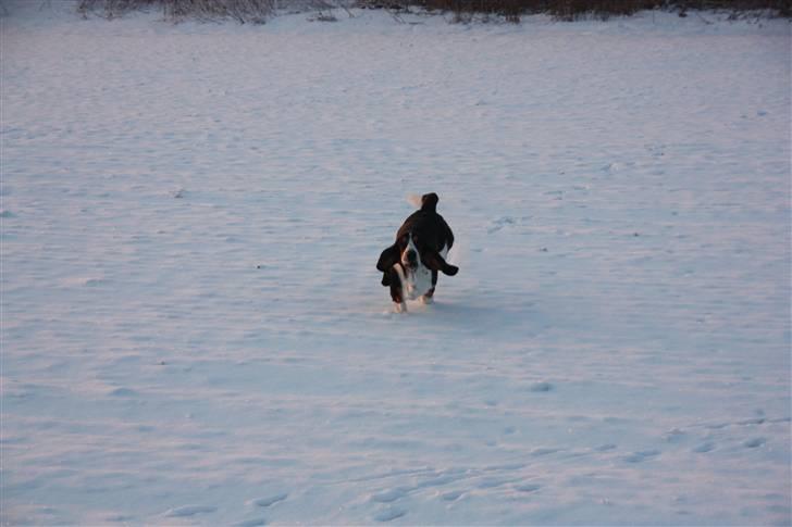 Basset hound Ludvig billede 6