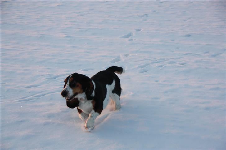 Basset hound Ludvig billede 7