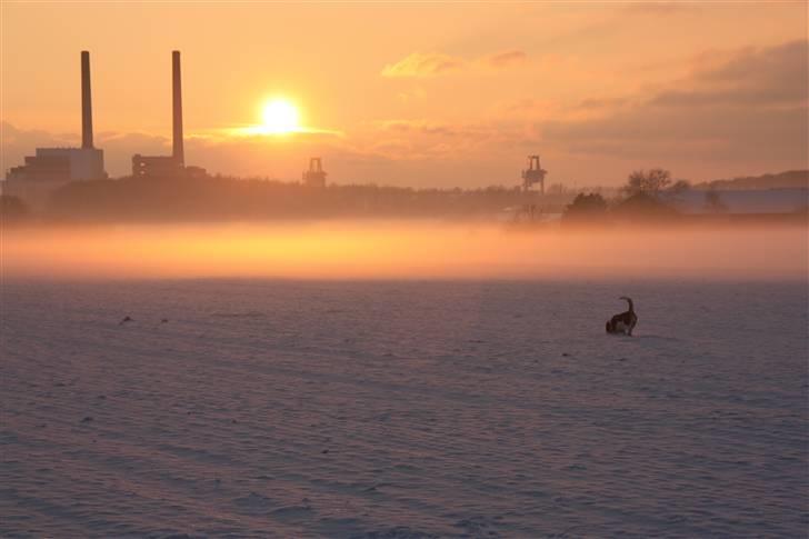 Basset hound Ludvig billede 8