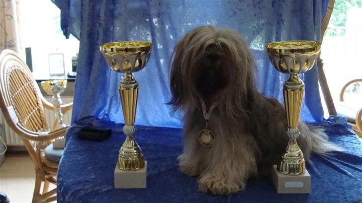 Lhasa apso Syrenens Casino Royale - Roy med præmier billede 1