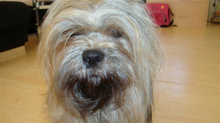 Lhasa apso Syrenens Casino Royale - Blide Roy billede 2