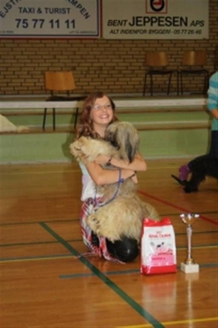 Lhasa apso Syrenens Casino Royale - Tulle og Roy ved en af deres mange udstillinger billede 3